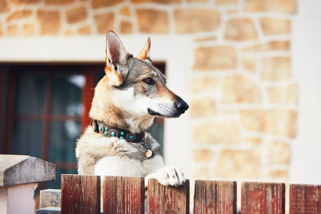 Dog standing on fence